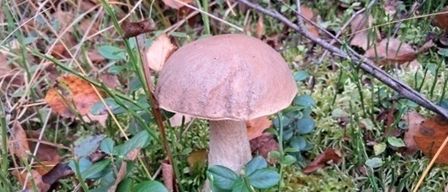 Ein wilder Pilz steht auf einem Teppich aus abgefallenen Blättern und Moos im Wald.