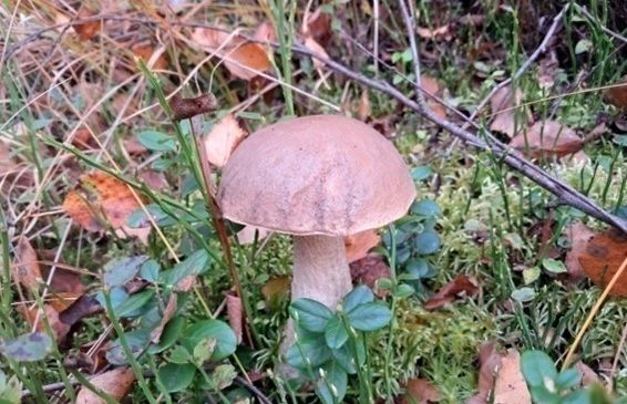 Ein wilder Pilz steht auf einem Teppich aus abgefallenen Blättern und Moos im Wald.