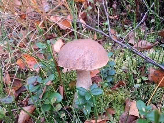 Ein wilder Pilz steht auf einem Teppich aus abgefallenen Blättern und Moos im Wald.