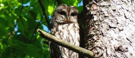 Eine Schleiereule hockt auf einem Ast in einem Wald, mit grünen Blättern darüber und einem blauen Himmel im Hintergrund.