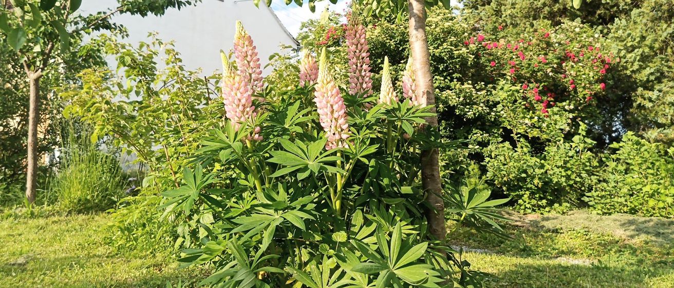 Ein Garten mit rosa Lupinen, grünen Blättern und einem weißen Haus im Hintergrund unter blauem Himmel.