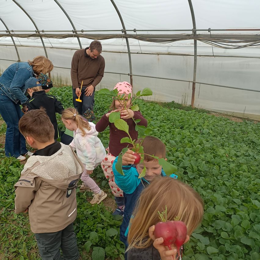 A group of children and adults are picking red radishes in a greenhouse with a white cover.