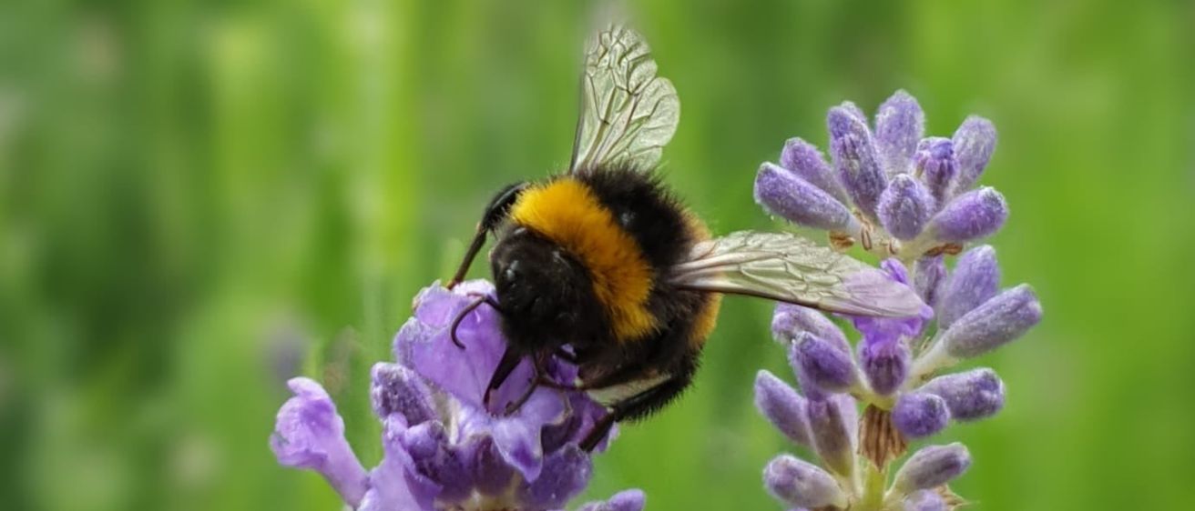 A bumblebee is perched on a lavender flower, its wings spread out for balance. The background is a blurred green landscape.