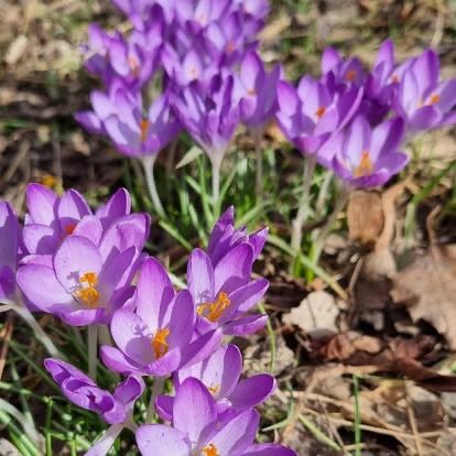 A cluster of purple crocuses with yellow centers bloom in a field of dry grass and fallen leaves.