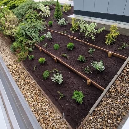 An overhead view of a rooftop garden with a variety of plants, shrubs, and herbs planted in rows separated by wooden stakes. The garden is surrounded by gravel and pebbles.