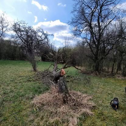 Ein Baum ist teilweise in einem Grasfeld gefällt, mit einer Kettensäge in der Nähe. Der Baum hat viele Äste und ist von anderen Bäumen und Büschen umgeben. Der Himmel ist blau mit einigen Wolken.