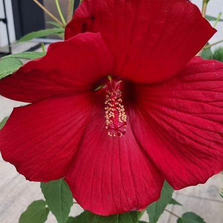 A vibrant red hibiscus flower with broad petals is prominently displayed. The flower is in full bloom with a golden center. Green leaves surround the flower, and a tiled floor is visible in the background.