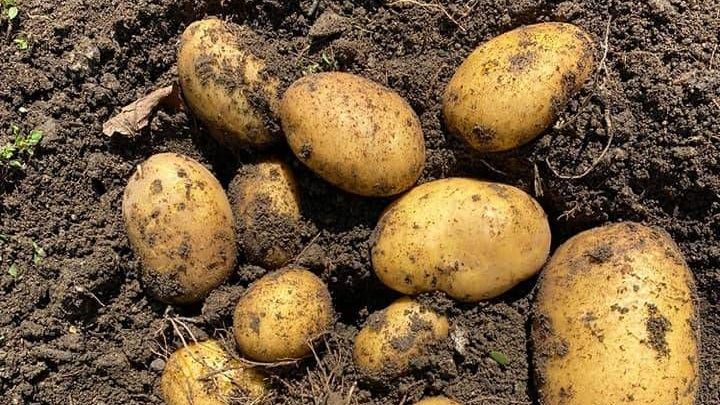 v1_migrated_image_23625875