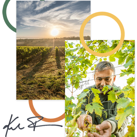Ein Bild eines Weinbergs mit einem Mann, der Trauben in einem Feld unter einem bewölkten Himmel untersucht.