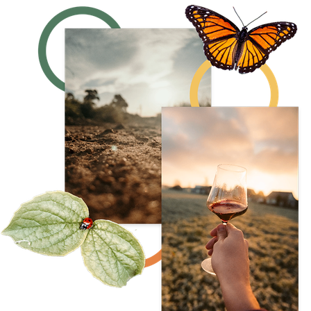 Ein Monarchfalter, eine Marienkäfer auf einem Blatt und ein Glas Rotwein auf einem Feld bei Sonnenuntergang.