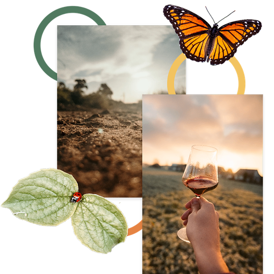 Ein Monarchfalter, eine Marienkäfer auf einem Blatt und ein Glas Rotwein auf einem Feld bei Sonnenuntergang.