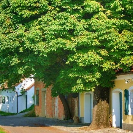 Bild enthält, City, Road, Street, Urban, Neighborhood, Tree, Villa, Cottage, Vegetation, Sycamore
