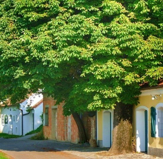 Bild enthält, City, Road, Street, Urban, Neighborhood, Tree, Villa, Cottage, Vegetation, Sycamore