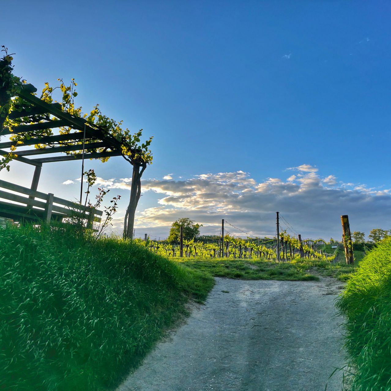 Ein sonnenbeschienener Pfad schlängelt sich durch einen Weinberg und führt zu einem hölzernen Pergola, bedeckt mit grünem Laub. Der Himmel ist blau mit verstreuten Wolken, die ein friedliches Licht spenden.
