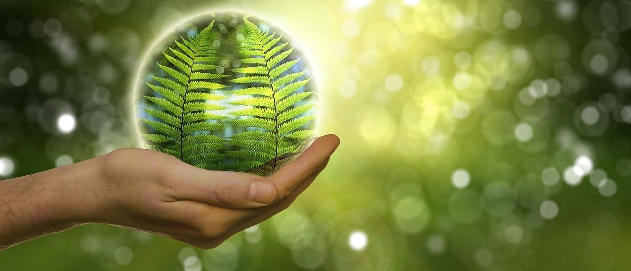 Bild enthält, Green, Sphere, Leaf, Plant, Tennis, Tennis Ball, Finger, Person, Photography, Moss