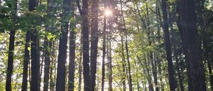 Ein Wald mit hohen Bäumen und Sonnenlicht, das durch das Blätterdach scheint und eine ruhige und friedliche Atmosphäre schafft.