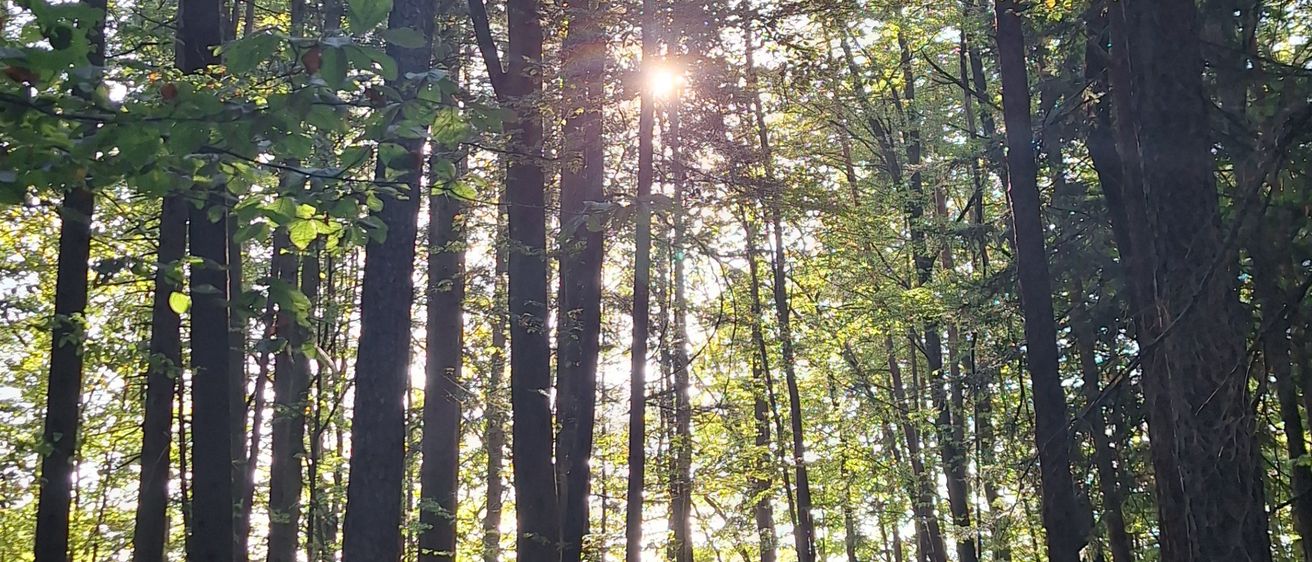 Ein Wald mit hohen Bäumen und Sonnenlicht, das durch das Blätterdach scheint und eine ruhige und friedliche Atmosphäre schafft.