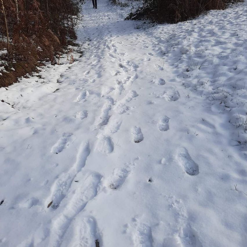 Ein verschneiter Pfad mit Fußabdrücken führt einen Hügel hinunter, umgeben von kahlen Bäumen und Sträuchern.
