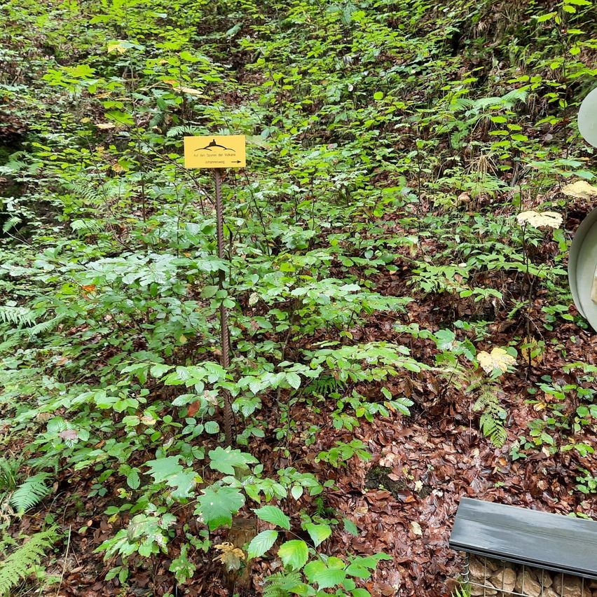 Ein dichter Wald mit gefallenen Blättern und einer kleinen Pflanze mit einem gelben Schild auf einem Pfahl in der Mitte.