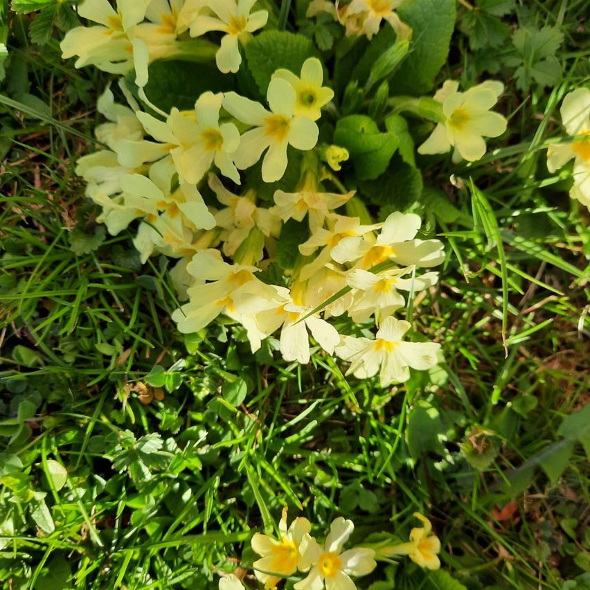 A close-up view of several yellow flowers with green leaves growing on a grassy surface.