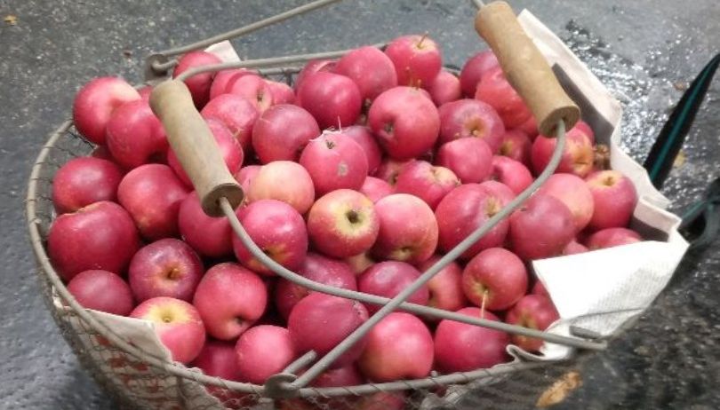 Ein Korb voller roter Äpfel mit Holzgriffen, auf einer nassen Oberfläche.