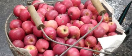A basket full of red apples, with wooden handles, sitting on a wet surface.
