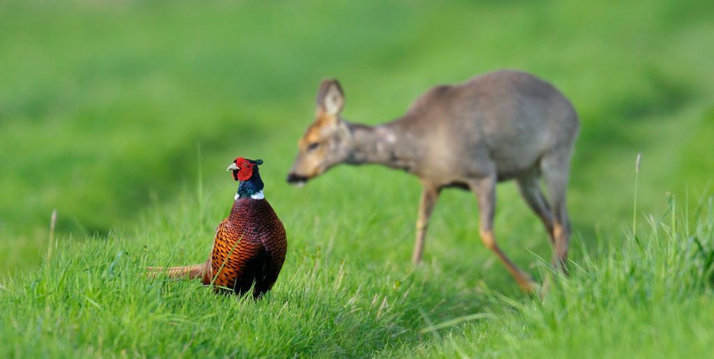 Bild enthält, Animal, Bird, Antelope, Mammal, Wildlife, Deer, Pheasant, Grass, Plant