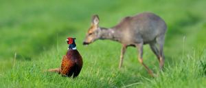 Bild enthält, Animal, Bird, Antelope, Mammal, Wildlife, Deer, Pheasant, Grass, Plant