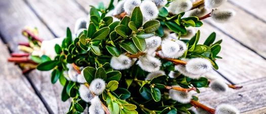 Bild enthält, Leaf, Plant, Vegetation, Flower, Herbal, Herbs