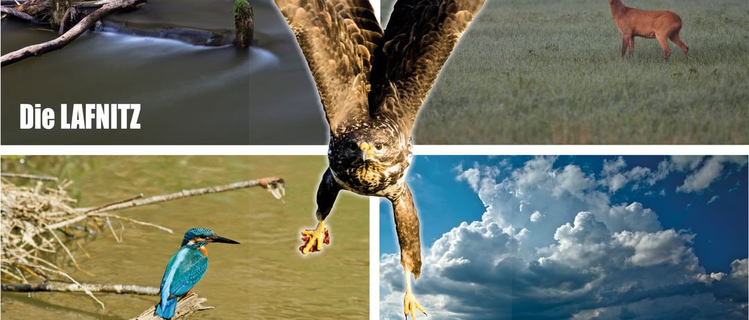 Bild enthält, Advertisement, Poster, Animal, Antelope, Mammal, Wildlife, Bird, Deer