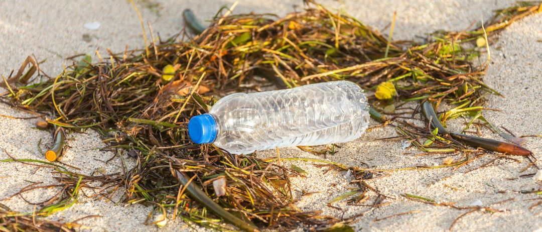 Bild enthält, Bottle, Pollution, Water Bottle, Animal, Insect, Invertebrate, Ammunition, Grenade, Weapon