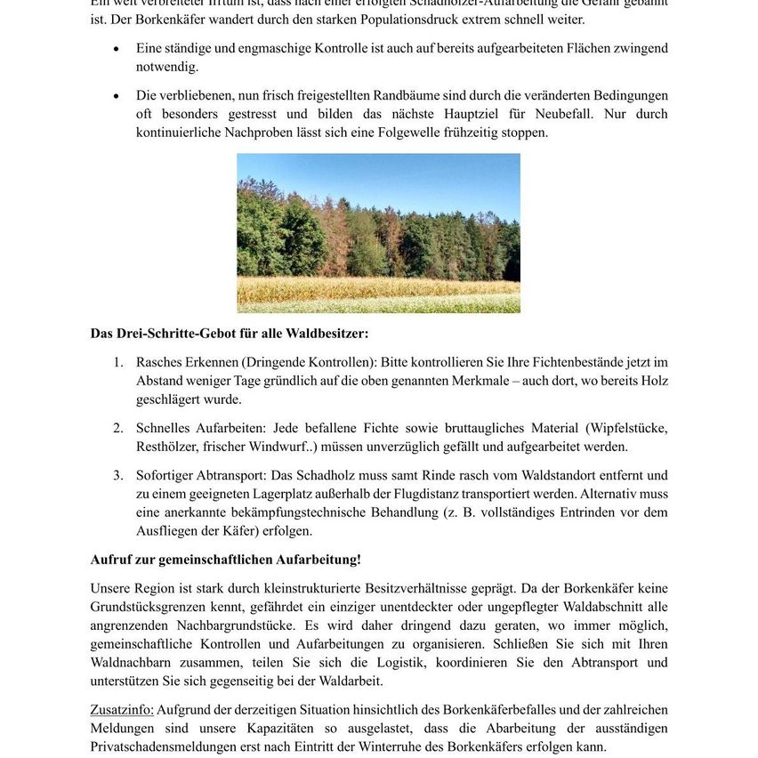 Ein Wald mit einer Mischung aus grünen und braunen Bäumen, was auf einen saisonalen Wechsel hinweist. Der Boden ist mit Gras und kleinen Pflanzen bedeckt. Das Bild zeigt eine natürliche Landschaft mit klarem Himmel.