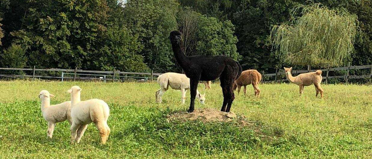 Bild enthält, Field, Grassland, Nature, Outdoors, Sheep, Antelope, Countryside, Pasture, Vegetation, Cow