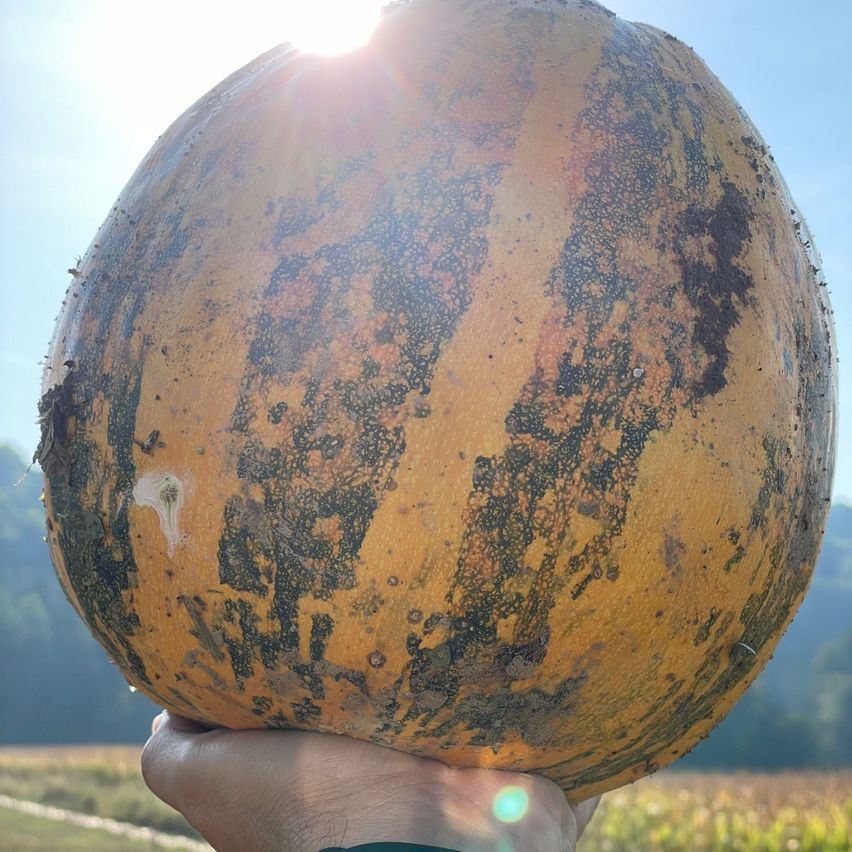 Bild enthält, Food, Plant, Produce, Pumpkin, Vegetable, Gourd