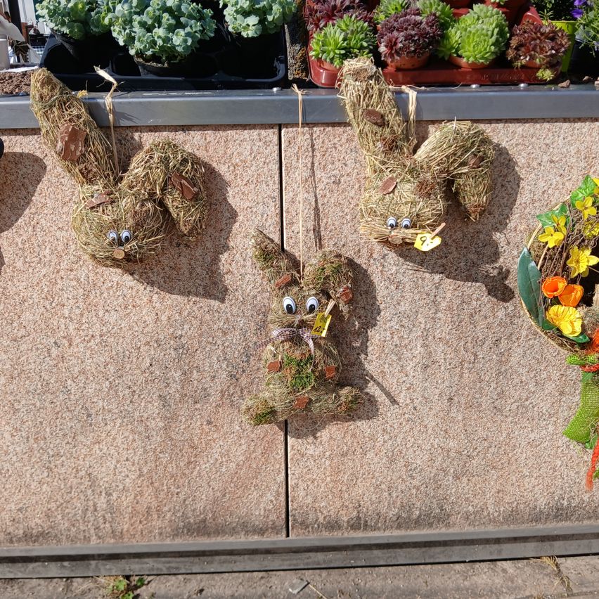 Bild enthält, Plant, Potted Plant, Jar, Planter, Vase, Flower, Flower Arrangement, Geranium, Man, Person