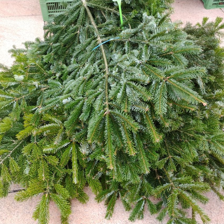A large bundle of evergreen branches, possibly a Christmas tree, lies on a tiled floor. The branches are thick and have a light dusting of snow.