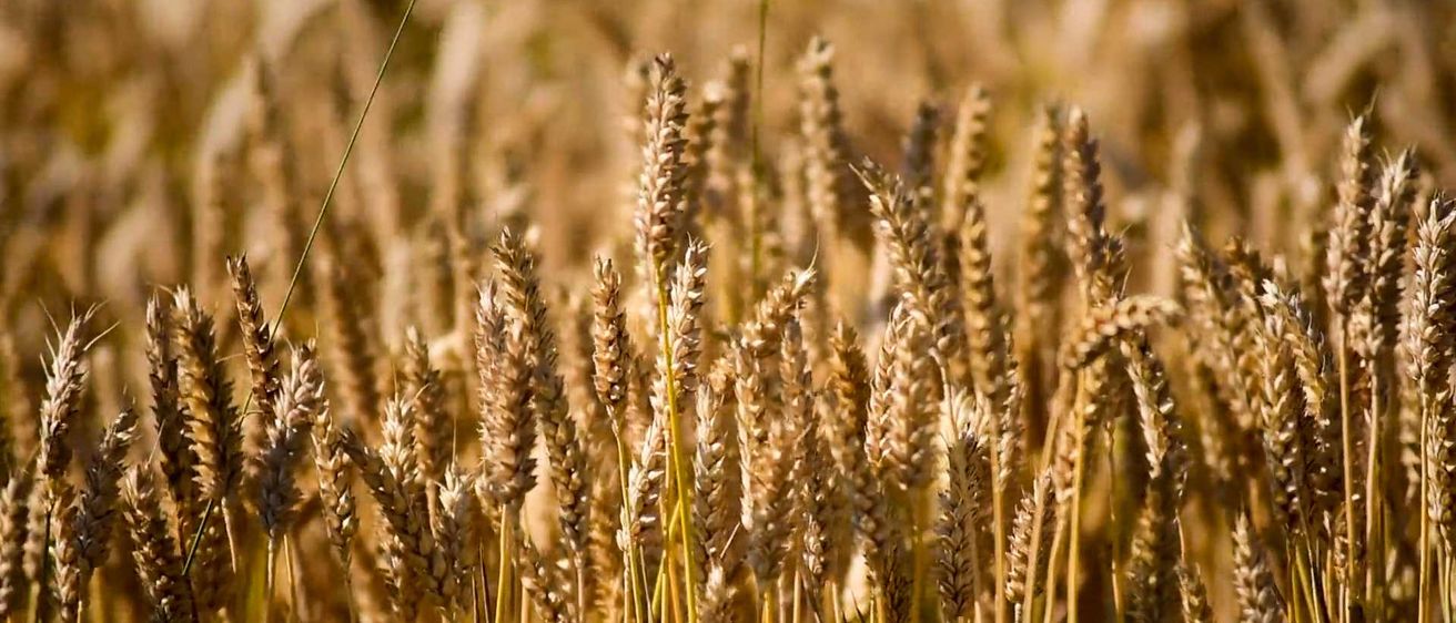 Bild enthält, Plant, Vegetation, Food, Grain, Produce, Wheat, Agriculture, Field, Nature, Outdoors