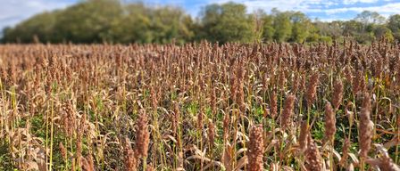 Ein weites Feld mit Sorghum-Pflanzen steht hoch gegen den Hintergrund eines blauen Himmels mit verstreuten Wolken. Die Pflanzen sind braun und golden und deuten auf Reife hin. Im Hintergrund sind Bäume zu sehen.