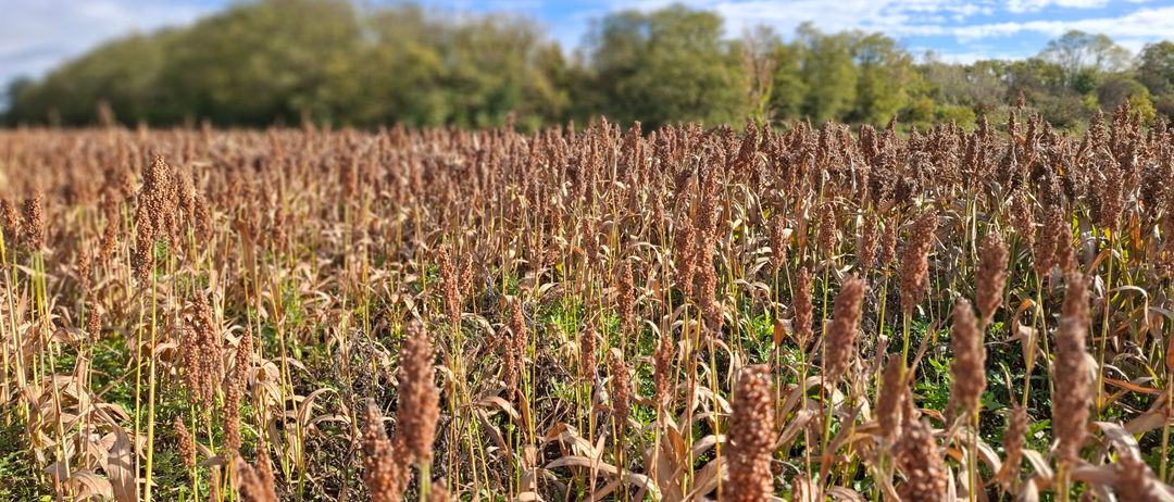 Ein weites Feld mit Sorghum-Pflanzen steht hoch gegen den Hintergrund eines blauen Himmels mit verstreuten Wolken. Die Pflanzen sind braun und golden und deuten auf Reife hin. Im Hintergrund sind Bäume zu sehen.