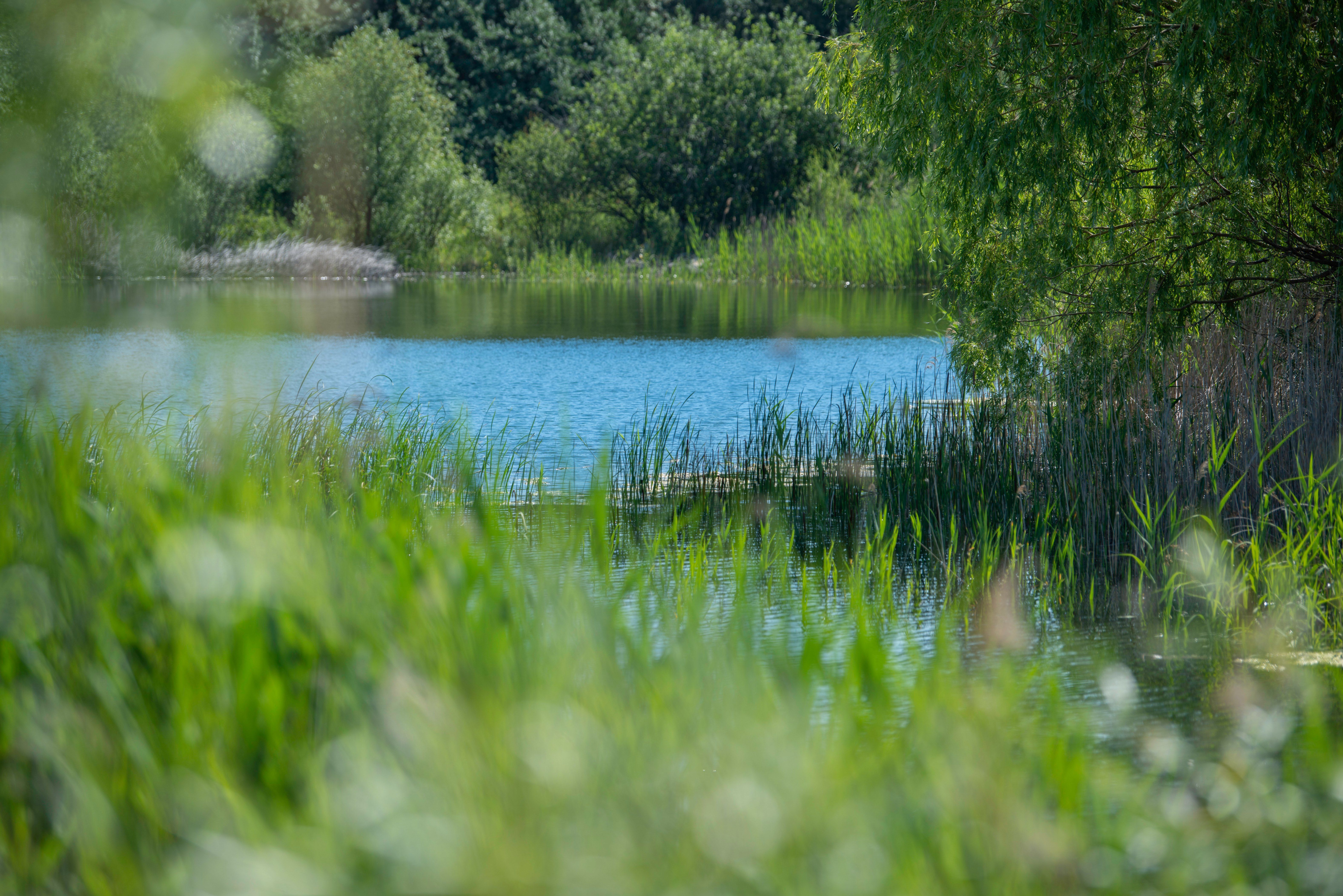 Ein ruhiger See, umgeben von üppigem Grün und Bäumen, mit Spiegelungen auf dem Wasser.