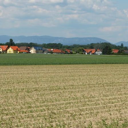 Ein breites Feld mit Pflanzen unter einem bewölkten Himmel. Im Hintergrund sind Häuser und Berge.