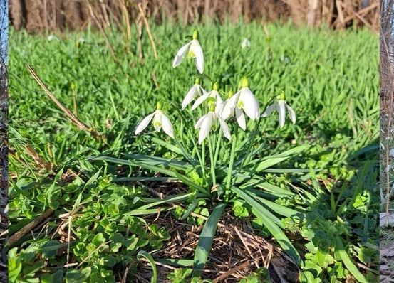 Drei Bilder von Schneeglöckchen in verschiedenen Blühstadien vor dem Hintergrund eines grünen Grasfeldes und eines bewaldeten Gebiets. Das erste zeigt ein Feld mit verstreuten Schneeglöckchen, das zweite eine Nahaufnahme eines Clusters weißer und grüner Blumen und das dritte eine Fernansicht mit weiteren Schneeglöckchen im Vordergrund.