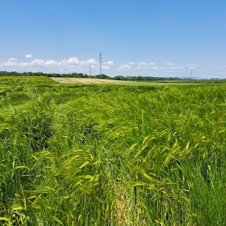 Ein weitläufiges grünes Feld mit hohem Gras, blauem Himmel und entfernten Stromleitungen. Bäume säumen den Horizont und schaffen eine friedliche ländliche Szene.