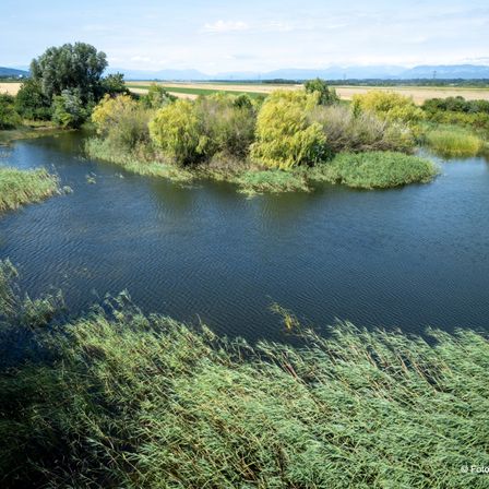 Ein ruhiger Fluss fließt durch eine üppige Landschaft, umgeben von dichter Vegetation. In der Ferne bilden Felder und Berge eine malerische Kulisse.