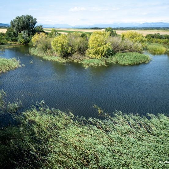 Ein ruhiger Fluss fließt durch eine üppige Landschaft, umgeben von dichter Vegetation. In der Ferne bilden Felder und Berge eine malerische Kulisse.