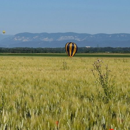 Ein üppiges Weizenfeld unter einem klaren blauen Himmel mit zwei Heißluftballons, einem gelben und einem schwarz-gelben, die in der Ferne schweben, während im Hintergrund Berge zu sehen sind.