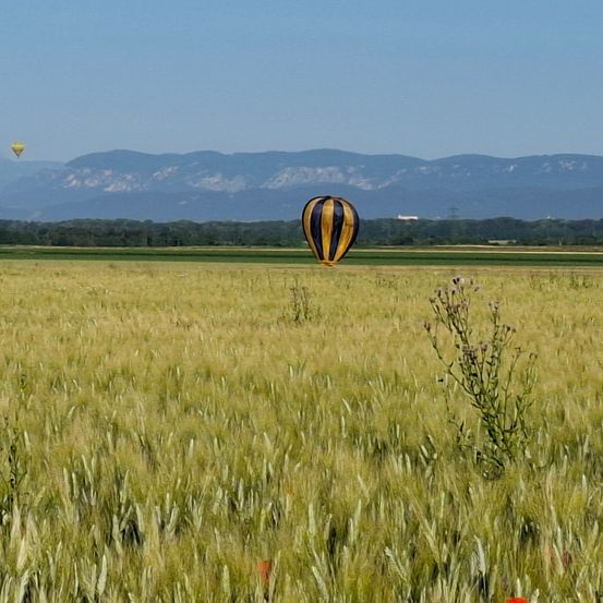 Ein üppiges Weizenfeld unter einem klaren blauen Himmel mit zwei Heißluftballons, einem gelben und einem schwarz-gelben, die in der Ferne schweben, während im Hintergrund Berge zu sehen sind.