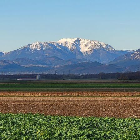 Ein Panoramablick auf schneebedeckte Berge, mit einem weitläufigen Feld grüner Pflanzen im Vordergrund, unter einem klaren blauen Himmel.