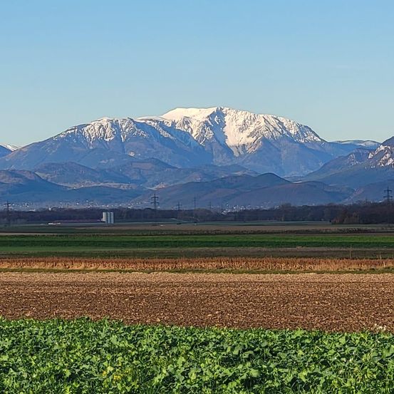 Ein Panoramablick auf schneebedeckte Berge, mit einem weitläufigen Feld grüner Pflanzen im Vordergrund, unter einem klaren blauen Himmel.