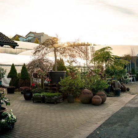 Bild enthält, Potted Plant, Path, Walkway, Garden, Outdoors, Road, Pot, Flagstone, Fir, City